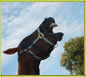 Pferdehaftpfliocht-Versicherung
